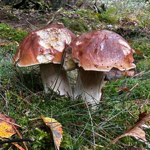 King Bolete