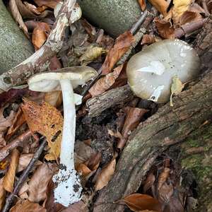Unknown Species