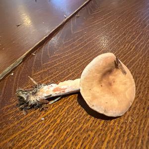 Unknown Species