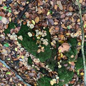 Unknown Species