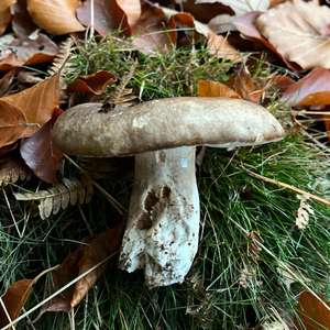 Dickblättriger Schwarztäubling