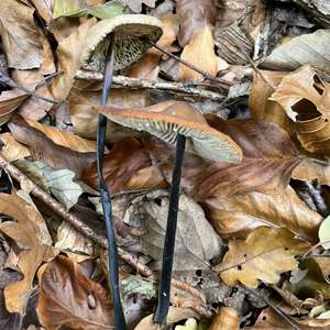 Garlic Marasmius
