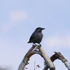 Spotted Nutcracker