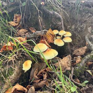 Unknown Species
