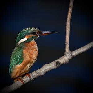 Common Kingfisher