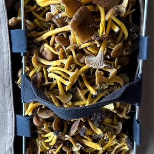 Trumpet Chanterelle