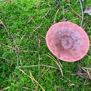 Unknown Species