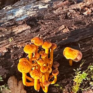 Scaly Pholiota