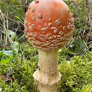 Fly Agaric