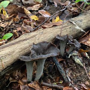 Horn of Plenty