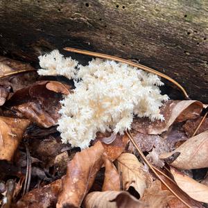 Ästiger Stachelbart