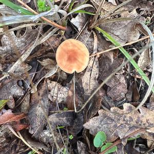 Oak-loving Collybia