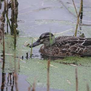 Garganey