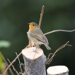 European Robin