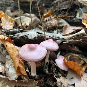 Lilac Bonnet