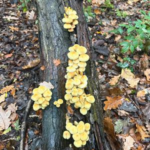 Unknown Species