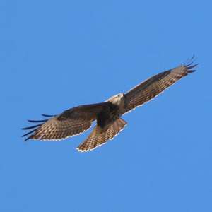 Common Buzzard
