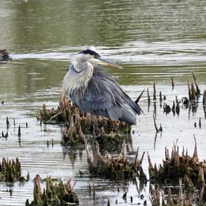 Great Blue Heron
