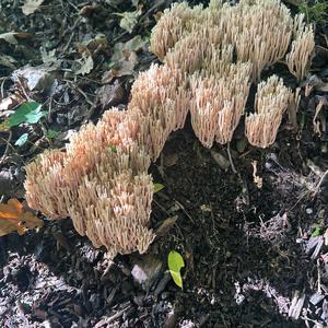 Unknown Species