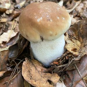 Summer Bolete