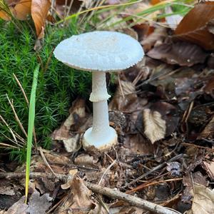 Gelber Knollenblätterpilz