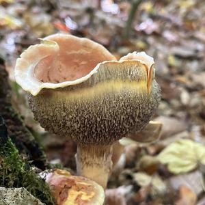 Ziegelroter Schwefelkopf