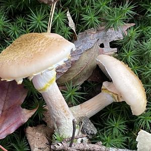 Unknown Species