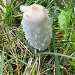 Unknown Species