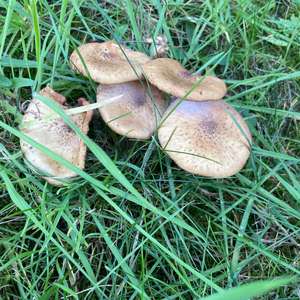 Unknown Species