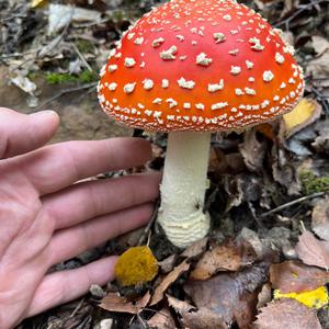 Fliegenpilz