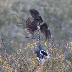 Western Marsh-harrier