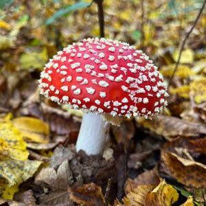 Fly Agaric