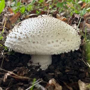 Stachelschuppiger Wulstling