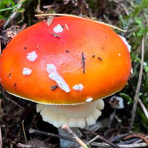 Fliegenpilz