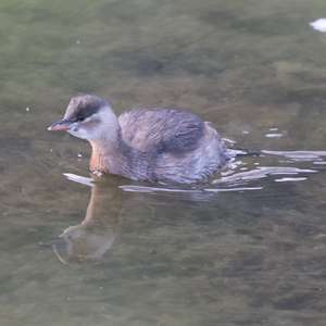Little Grebe