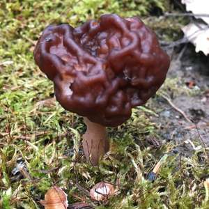 Conifer False Morel
