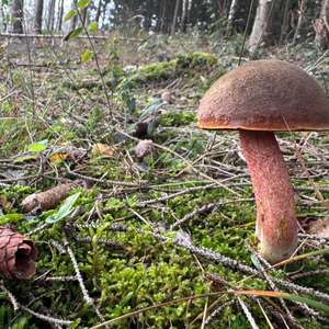 Dotted-stem Bolete