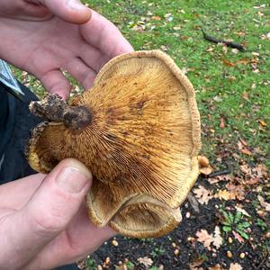 Unknown Species