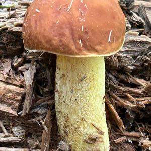 Dotted-stalk Bolete