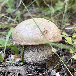 Orange Birch Bolete
