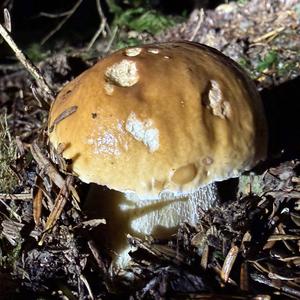 King Bolete