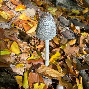 Magpie Ink-cap