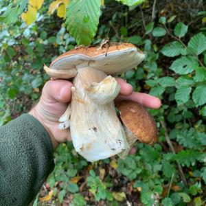 Summer Bolete