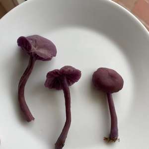 Amethystblauer Lacktrichterling