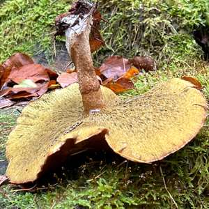 Hollow-stalked Larch Suillus