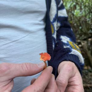 Unknown Species