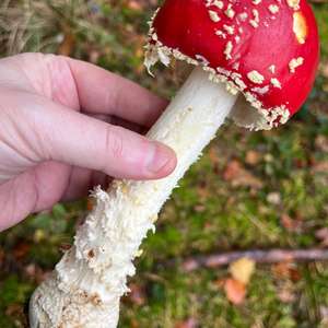 Fliegenpilz