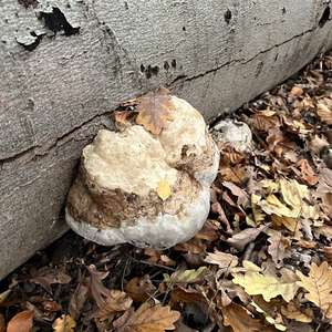 Unknown Species