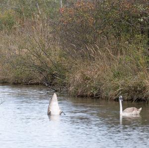 Mute Swan