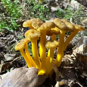 Trumpet Chanterelle